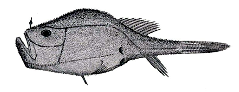 Chaunax suttkusi_0001.jpg